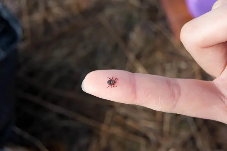 large-tick-sits-person-s-finger